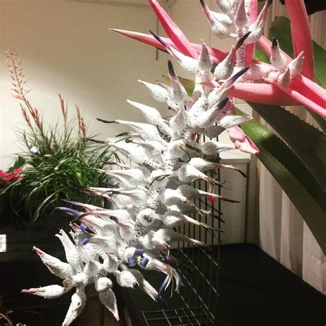 One Of The More Unusual Bromeliads Is The Ursulaea Mcvaughii Which Has