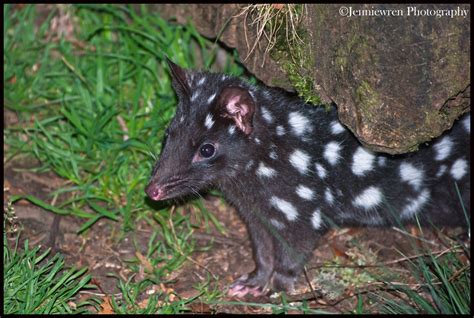 Eastern Quoll Black Morph A Captive Quoll Seen At The D Flickr