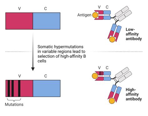 What Generates Antibody Diversity Rapid Novor