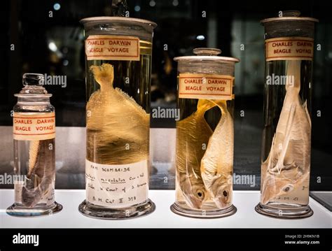 Specimen Jars Museum Of Hi Res Stock Photography And Images Alamy