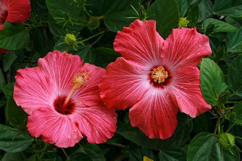 Red Hibiscus In Bloom · Free Stock Photo