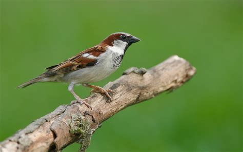 House Sparrow Audubon Field Guide