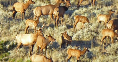 Pro Leisure Circuit Elk