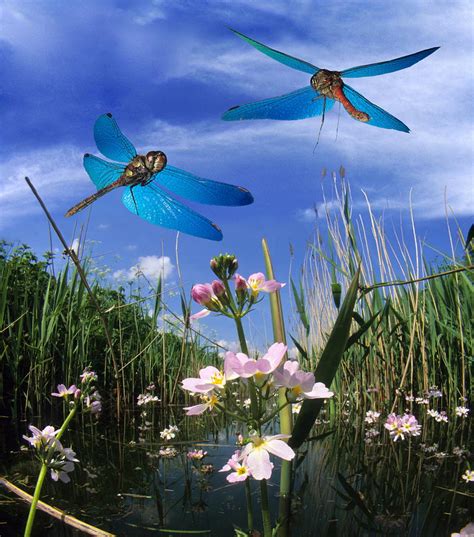 Dragonflies In Flight Photograph By Dr John Brackenburyscience Photo