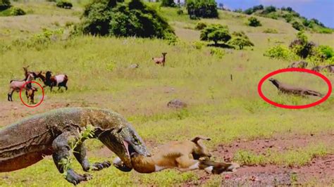 Komodo Dragons Chase And Eat Alive The Goat Youtube