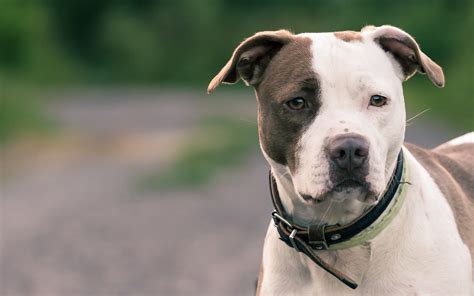 10 American Pit Bull Terrier Hd Wallpapers And Backgrounds