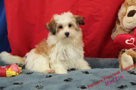 Parkers precious puppies has 25 years of experience providing healthy puppies to a number of they guarantee their special parker's precious puppies health guarantee on all their cavapoo. Muffin ON HOLD until MONDAY "The Girl Morkie" | Parker's Precious Puppies | Karen Parker