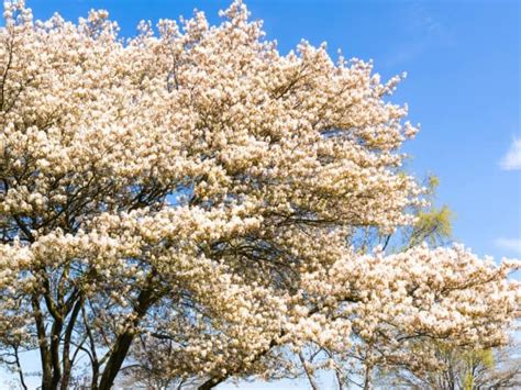 Two of the most popular type of needled evergreen bushes are junipers and yew. 17 Most Beautiful Flowering Shrubs - Amazing Bushes for a ...