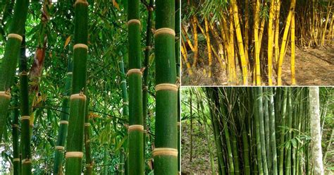 10 Types Of Bamboo In India Bamboo Varieties In India India Gardening