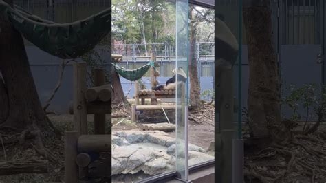 Read the rest of this entry ». 上野動物園 （パンダのシャンシャンがお腹を触る様子）2019年12 ...