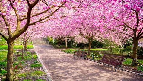 I Giardini Sakura Dove Vedere I Ciliegi Fioriti In Giappone