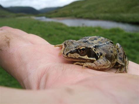 Frog Vomiting Is The Darndest Thing المرسال