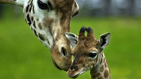 Maybe you would like to learn more about one of these? 75 Free HD Animals Backgrounds