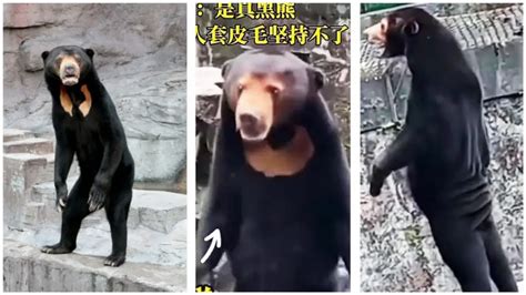 What Is A Sun Bear Video Of Fake Bear In A Chinese Zoo Goes Viral