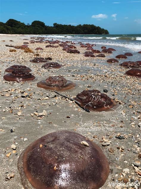 Top obor abbreviation meanings updated december 2020. Pantai Labuan Diserang Beribu Obor-Obor Pelik Berwarna ...