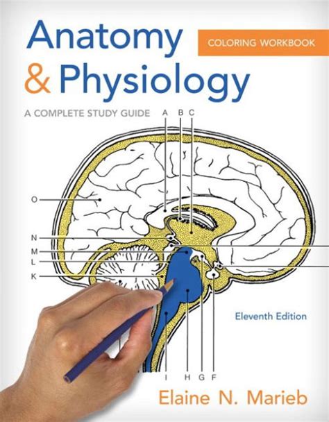 Anatomy Physiology Coloring Workbook A Complete Study Guide Edition By Elaine N Marieb