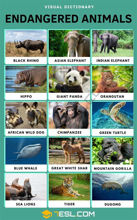 Endangered Animals Most Endangered Animals Endangered Animals List