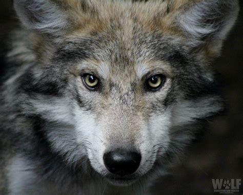 Wolf Conservation Center On Twitter Wolf Conservation Center Mexican