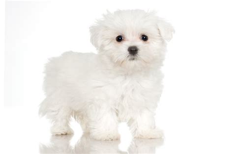 How To Whiten A Maltese Pets
