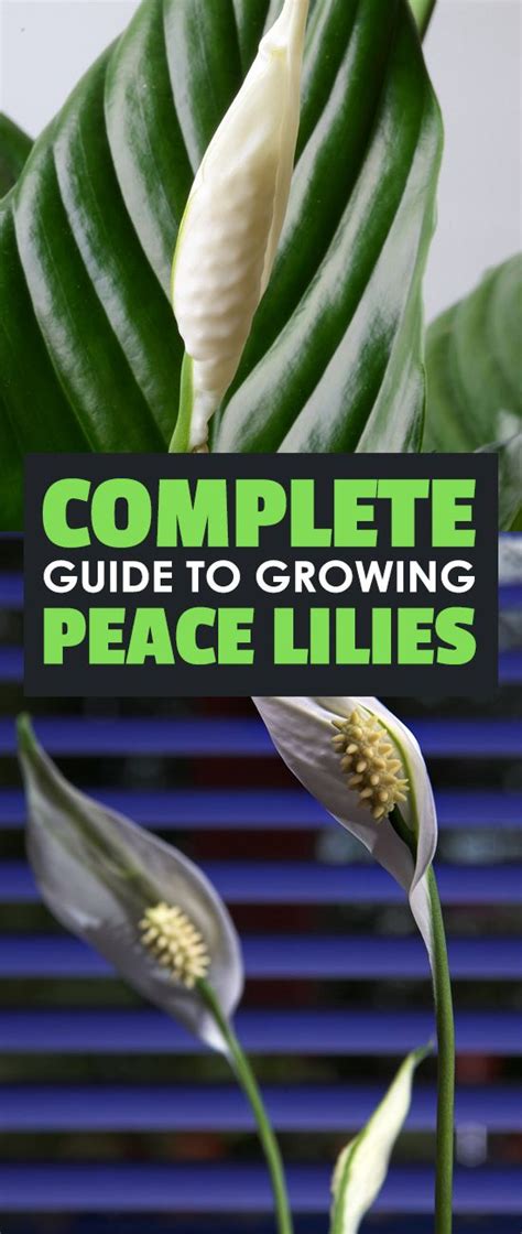 How many crystal shoe pieces are which vip level can get the umbrella memory set? Peace Lily Care - How to Grow Spathiphyllum | Epic ...