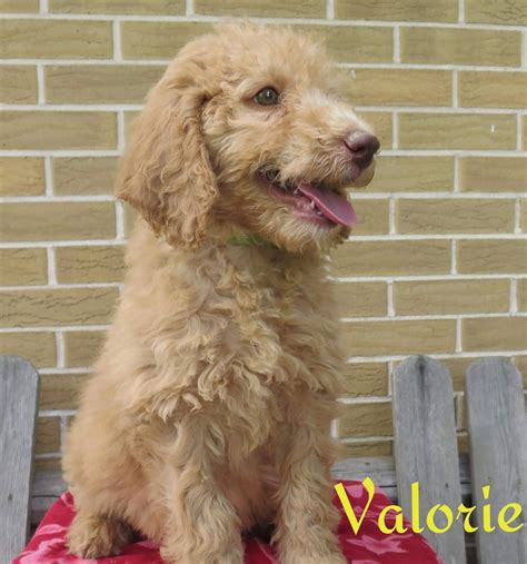 If you are unable to find your labradoodle puppy in our puppy for sale or dog for sale sections, please consider looking thru thousands of labradoodle dogs for. Labradoodle Puppies For Sale | Mill Run, PA #214028