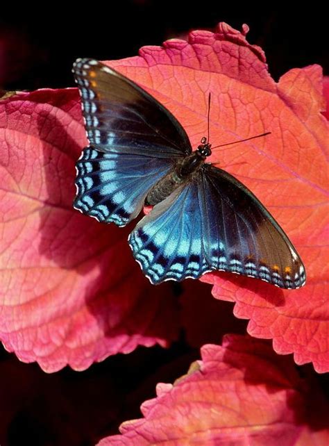 Beautiful Butterflies ️🦋 Butterflies Photo 42925081 Fanpop