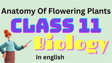 Anatomy Of Flowering Plants Biology Class 12 In Simple Language Cbse