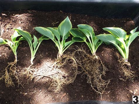 Thank you for the question, stephanie. Dividing Hosta | ThriftyFun