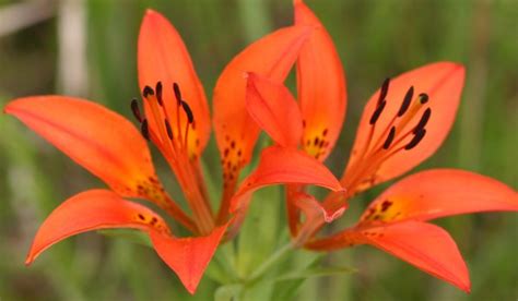 Western Red Lily Prairie Pollination
