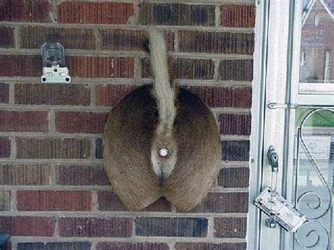 Deer butt doorbell - Weird Picture Archive