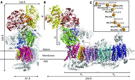 Mechanistic Insight From The Crystal Structure Of Mitochondrial Complex