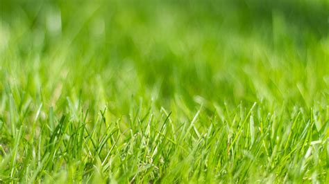Common Lawn Care Myths And The Real Truth Behind Them Performance