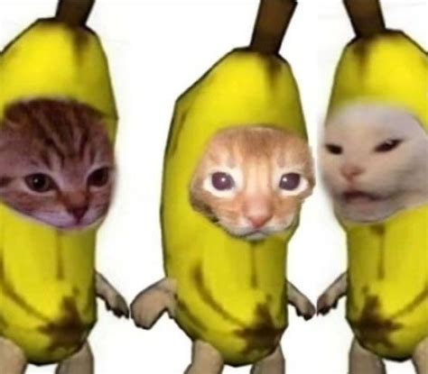 Banana Cats Котята Детеныши животных Очаровательные котята