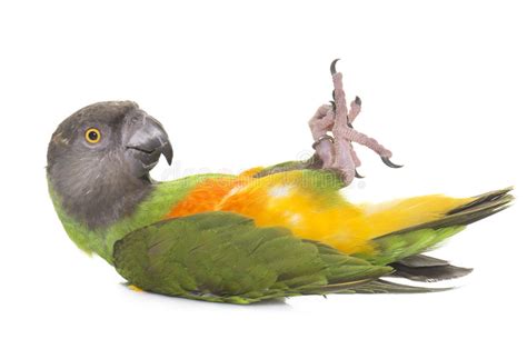 Latający papuzi Senegal zdjęcie stock. Obraz złożonej z drzewo - 12174194