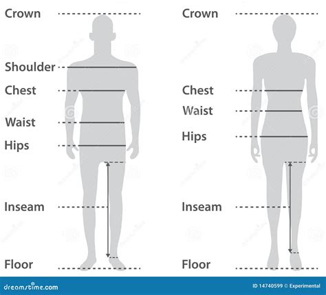 Sizing On Male And Female Body Stock Vector Illustration Of Sizing