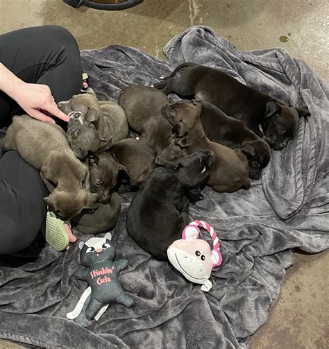 Rescued 9 pit pups and have them until 1st of the year 😁 : r/pitbulls