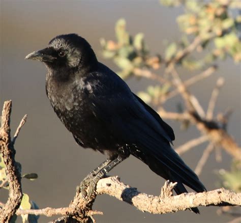 American Crow Corvus Brachyrhynchos 10 28 2017 Del Valle Flickr