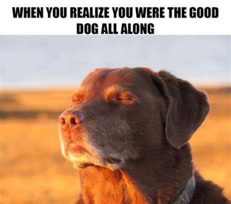 100 Dog Memes That Will Keep You Laughing For Hours
