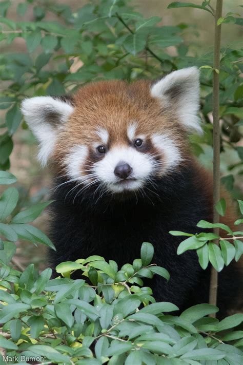 Red Panda By Mark Dumont Super Cute Animals Animals And Pets Wild