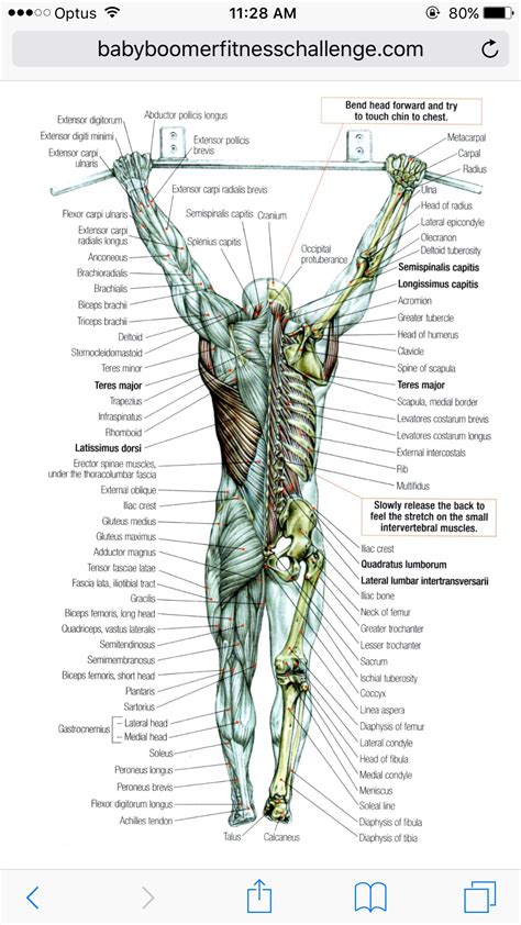 Anatomy Muscle Anatomy Body Anatomy Anatomy