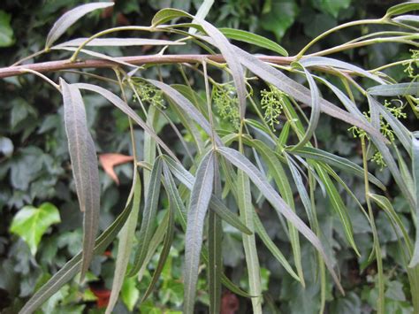 Bark gray or brown, rough. Trees of Santa Cruz County: Rhus lancea - African Sumac