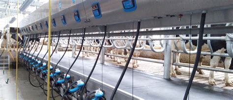 Parallel Milking Parlors The Microdairy