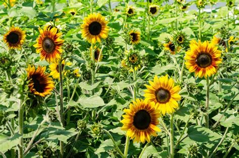 Field Of Firecracker Sunflower In Garden Stock Photo Image Of Floral