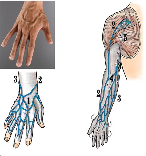 Axilla And Arm At Baylor College Of Medicine Studyblue