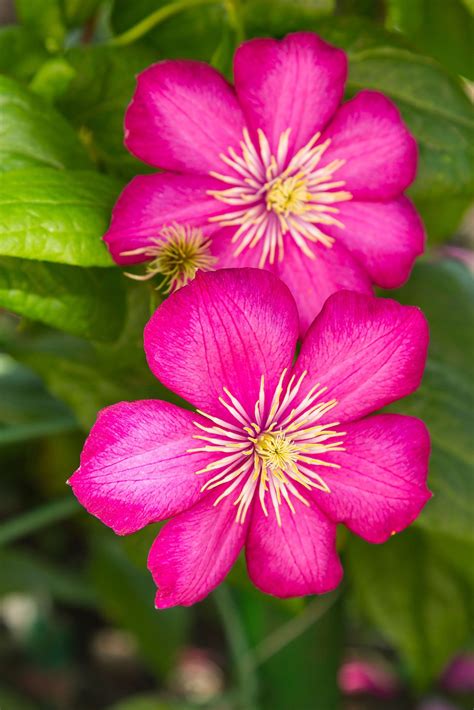 The best time to plant flowers are the spring and the summers, and you would have seen how colorful the gardens look during those times. Clematis Flowers For Summer: Learn About Summer Flowering ...
