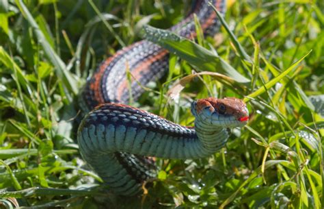 San Francisco Garter Snake California Garter Snakes · Inaturalist