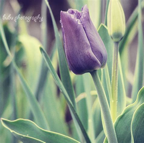 Purple Tulip By Bogdanici On Deviantart