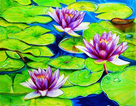 Water Lilies Drawing At Getdrawings Free Download