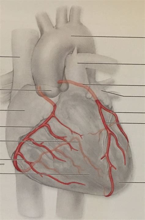 Coronary Arteries Diagram Quizlet