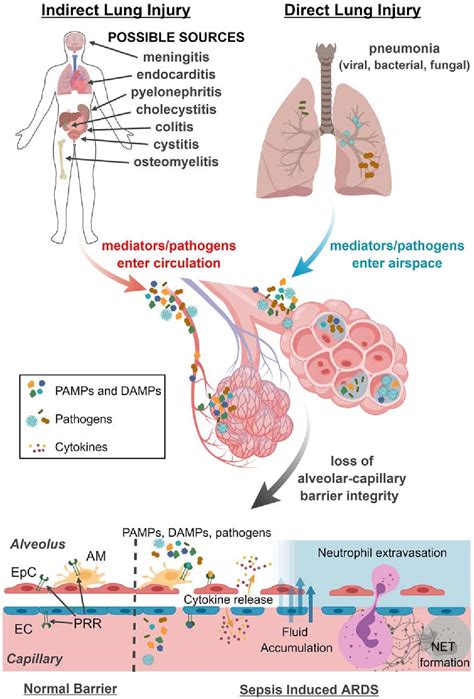 Figure 1 From Integrating Molecular Pathogenesis And Clinical
